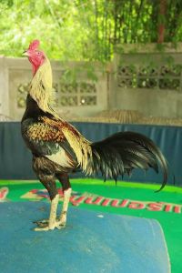 เจ้าบั้งไฟ เจ้าบั้งไฟ