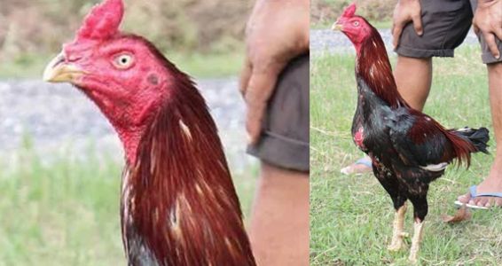 เจ้าแจ้เกาะกลาง ราชาหน้าหงอนตีนเตี้ยสนามเทิดไท เจ้าแจ้เกาะกลาง ราชาหน้าหงอนตีนเตี้ยสนามเทิดไท