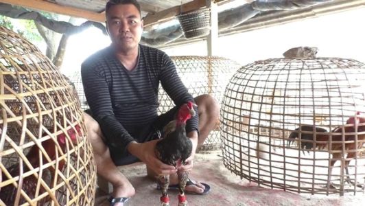 หนุ่มชัยนาทหนีแล้งเพาะไก่ชนขายเดือนละกว่า 2 หมื่น หนุ่มชัยนาทหนีแล้งเพาะไก่ชนขายเดือนละกว่า 2 หมื่น