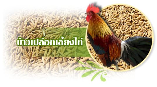 ข้าวเปลือก สำหรับไก่ชน สำคัญแค่ไหน  ข้าวเปลือก สำหรับไก่ชน สำคัญแค่ไหน