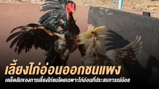 มือใหม่หัดเลี้ยงไก่ชน วิธีการเลี้ยงไก่อ่อนออกชนบ่อนใหญ่ มือใหม่หัดเลี้ยงไก่ชน วิธีการเลี้ยงไก่อ่อนออกชนบ่อนใหญ่