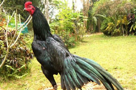 ไก่สีมงคล ไก่สีมงคล