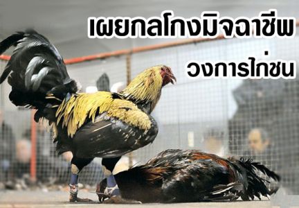 เผยกลโกงมิจฉาชีพวงการไก่ชน เผยกลโกงมิจฉาชีพวงการไก่ชน