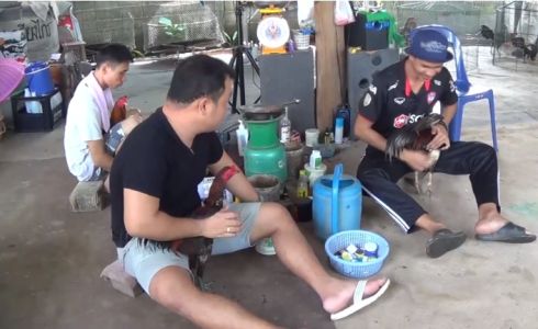 ชาวบ้านเมืองพะเยารวมกลุ่มเลี้ยง ‘ไก่ชน’ สร้างรายได้งาม ชาวบ้านเมืองพะเยารวมกลุ่มเลี้ยง ‘ไก่ชน’ สร้างรายได้งาม