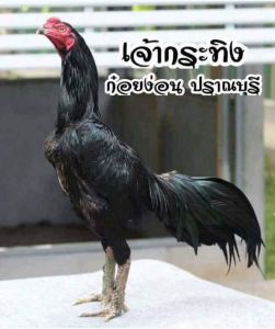 เจ้ากระทิง เจ้าของเก่าคือ จ่าป้อง เจ้ากระทิง เจ้าของเก่าคือ จ่าป้อง