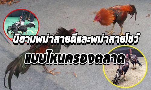 นิยามพม่าสายโชว์กับพม่าสายชน นิยามพม่าสายโชว์กับพม่าสายชน