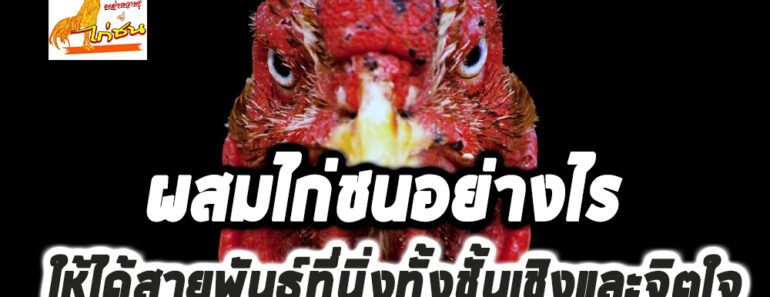  ความรู้เกี่ยวกับไก่ชนเพาะไก่ชนอย่างไรให้ได้ทั้งจิตใจและชั้นเชิงที่ดี