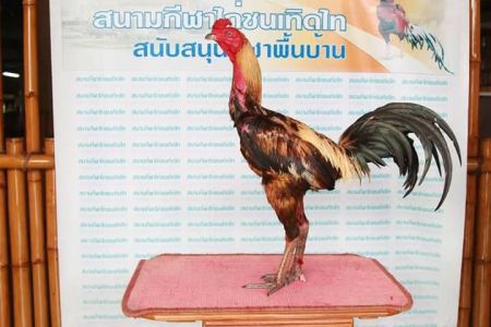 เจ้าสาคลาสสิคชัยยันต์ฟาร์ม เจ้าสาคลาสสิคชัยยันต์ฟาร์ม