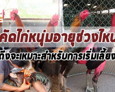 ความรู้เกี่ยวกับไก่ชนการคัดไก่หนุ่มช่วงไหนถึงจะเหมาะกับการเริ่มเลี้ยงเพื่อออกชน  ความรู้เกี่ยวกับไก่ชนการคัดไก่หนุ่มช่วงไหนถึงจะเหมาะกับการเริ่มเลี้ยงเพื่อออกชน