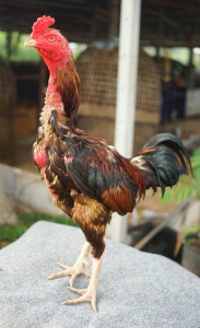 เจ้าปิ่นคีรี เจ้าปิ่นคีรี