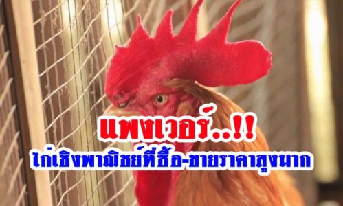 ไก่ที่เลี้ยงเชิงพาณิชย์สายพันธุ์นี้ได้ราคาดีมาก ไก่ที่เลี้ยงเชิงพาณิชย์สายพันธุ์นี้ได้ราคาดีมาก