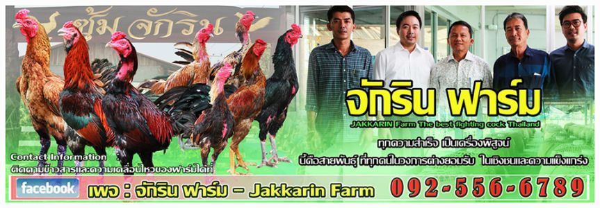 เทคนิคดีๆในการเพาะไก่ชนเงินล้าน จากจักรินฟาร์ม  เทคนิคดีๆในการเพาะไก่ชนเงินล้าน จากจักรินฟาร์ม