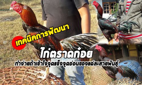 การคัดไก่สายตราดผสมก๋อย การคัดไก่สายตราดผสมก๋อย