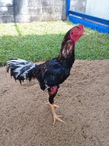 ประวัติเจ้ายอดมงคล สุดยอดไก่ก๋อยเงินล้านจอมทุ บ หลัง ประวัติเจ้ายอดมงคล สุดยอดไก่ก๋อยเงินล้านจอมทุ บ หลัง