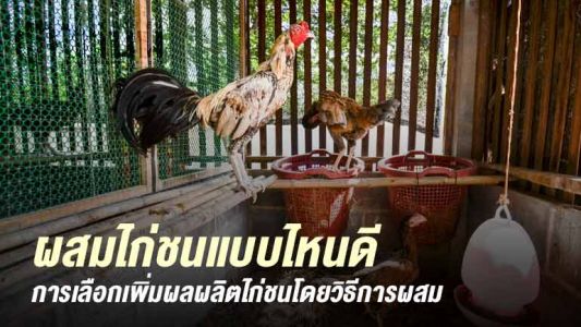 ผสมเทียม กับ ผสมแบบธรรมชาติ อันไหนดีกว่ากัน ผสมเทียม กับ ผสมแบบธรรมชาติ อันไหนดีกว่ากัน