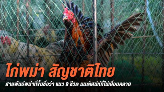 ไก่พม่าขึ้นชื้อว่าเป็นราชาไก่ชนที่มีชั้นเชิงสไตล์การชนที่สวยงาม  ไก่พม่าขึ้นชื้อว่าเป็นราชาไก่ชนที่มีชั้นเชิงสไตล์การชนที่สวยงาม