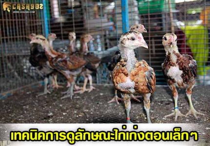 เทคนิคการดูลักษณะไก่เก่งตอนเล็กๆ เทคนิคการดูลักษณะไก่เก่งตอนเล็กๆ