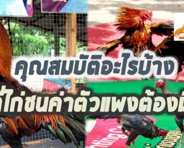 ไก่ชนค่าตัวแพงเพราะวาสนามีไม่เท่ากัน เผย 3 สิ่งที่ไก่ชนค่าตัวแพงจะต้องมี