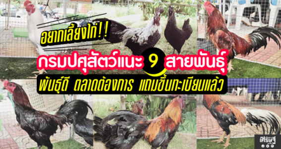 กรมปศุสัตว์แนะ 9 สายพันธุ์ พันธุ์ดี ตลาดต้องการ แถมขึ้นทะเบียนแล้ว กรมปศุสัตว์แนะ 9 สายพันธุ์ พันธุ์ดี ตลาดต้องการ แถมขึ้นทะเบียนแล้ว