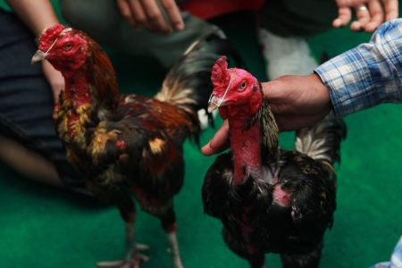 ความคลาสสิกของสนามกีฬาไก่ชนเทิดไท ความคลาสสิกของสนามกีฬาไก่ชนเทิดไท