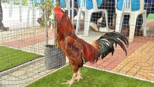 ไก่แดงสุราษฎร์ ช่วยคน..ชะลอแก่ ไก่แดงสุราษฎร์ ช่วยคน..ชะลอแก่