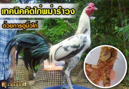 เทคนิคการคัดไก่พม่ารำวงเก่งๆด้วยการดูนิ้วไก่  