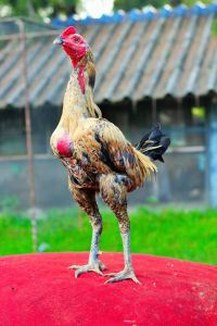 ฝรั่งอึ้ง! ค่าตัวไก่ชนไทย 4 ล้าน แพงกว่ารถเบนซ์ แต่ทำเงินเกิน ล้าน ฝรั่งอึ้ง! ค่าตัวไก่ชนไทย 4 ล้าน แพงกว่ารถเบนซ์ แต่ทำเงินเกิน ล้าน