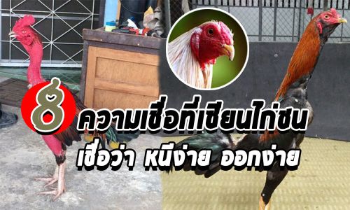 8 ลักษณะไก่ชนที่แพ้หรือออกไก่ง่าย 8 ลักษณะไก่ชนที่แพ้หรือออกไก่ง่าย