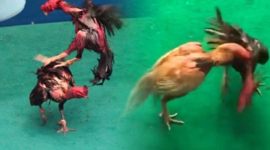 ไก่ชนที่เป็นสุดยอดของไก่ คือตีเก่ง น๊อคคู่ต่อสู้ไว ไก่ชนที่เป็นสุดยอดของไก่ คือตีเก่ง น๊อคคู่ต่อสู้ไว