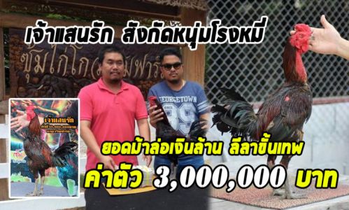 เจ้าแสนรัก พ่อพันธุ์หนุ่มโรงหมี่ค่าตัว 3,000,000 บาท เจ้าแสนรัก พ่อพันธุ์หนุ่มโรงหมี่ค่าตัว 3,000,000 บาท