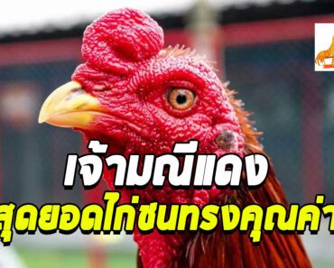 มณีแดง 22 ล้าน เพิ่มมูลค่า100 ล้าน สุดยอดไก่เชิงทรงคุณค่า