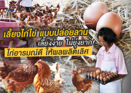เลี้ยงไก่ไข่ แบบปล่อยลาน เลี้ยงง่าย ไม่ยุ่งยาก ไก่อารมณ์ดี ให้ผลผลิตเลิศ