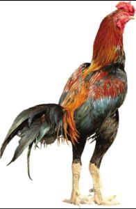 เจ้าดอกไม้ไฟ เจ้าดอกไม้ไฟ