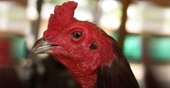 ประวัติเจ้านินจาพม่าจอมราชันย์ไก่พม่า ประวัติเจ้านินจาพม่าจอมราชันย์ไก่พม่า