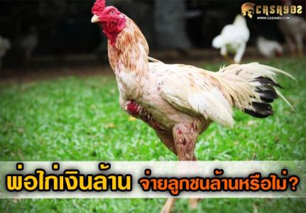 พ่อพันธุ์ไก่ชนเงินล้าน จ่ายลูกชนล้านหรือไม่? พ่อพันธุ์ไก่ชนเงินล้าน จ่ายลูกชนล้านหรือไม่?