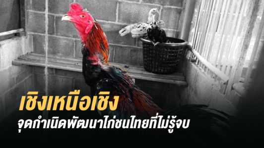 7 เชิงเหนือเชิง ของไก่ชน 7 เชิงเหนือเชิง ของไก่ชน