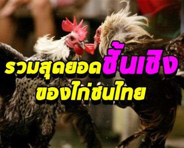 มาเรียนรู้เกี่ยวกับกระบวนท่า  ชั้นเชิงไก่ชนตำราที่การดูแม่ไม้ไก่ชนที่ต้องศึกษา มาเรียนรู้เกี่ยวกับกระบวนท่า  ชั้นเชิงไก่ชนตำราที่การดูแม่ไม้ไก่ชนที่ต้องศึกษา