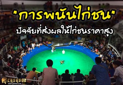“การพนันไก่ชน” ปัจจัยที่ส่งผลให้ไก่ชนราคาสูง “การพนันไก่ชน” ปัจจัยที่ส่งผลให้ไก่ชนราคาสูง