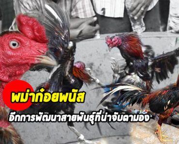 พม่าก๋อยพนัส อีกหนึ่งการพัฒนาไก่ไทยให้ครบเครื่อง