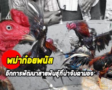 พม่าก๋อยพนัส อีกหนึ่งการพัฒนาไก่ไทยให้ครบเครื่อง พม่าก๋อยพนัส อีกหนึ่งการพัฒนาไก่ไทยให้ครบเครื่อง