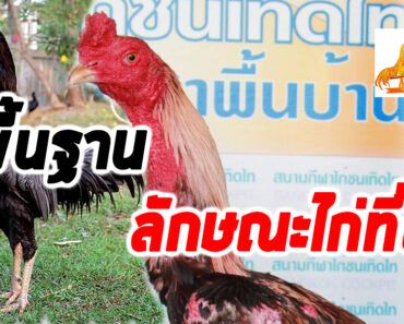 พื้นฐานลักษณะไก่ชนที่ดี พื้นฐานลักษณะไก่ชนที่ดี