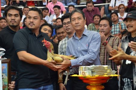 เจ้าโกโก้ไก่ชนค่าตัวแพง ซุ้มหนุ่มโรงหมี่ ภานุเจริญฟาร์ม เจ้าโกโก้ไก่ชนค่าตัวแพง ซุ้มหนุ่มโรงหมี่ ภานุเจริญฟาร์ม