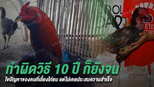 เลี้ยงไก่ชนมาเป็นสิบปี หากทำผิดวิธีก็ไม่มีทางรวย เขียนอยากให้คุณอ่าน เลี้ยงไก่ชนมาเป็นสิบปี หากทำผิดวิธีก็ไม่มีทางรวย เขียนอยากให้คุณอ่าน