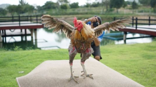 ไก่ชนตัวดังเจ้าหยกคีรี แห่งโกวเซ้มฟาร์มสุดยอดไก่ชนที่ชนะแพงที่สุดถึง 33.7 ล้าน  ไก่ชนตัวดังเจ้าหยกคีรี แห่งโกวเซ้มฟาร์มสุดยอดไก่ชนที่ชนะแพงที่สุดถึง 33.7 ล้าน