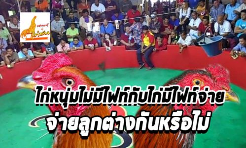 ไขข้อข้องใจไก่หนุ่มไม่มีไฟท์ กับไก่มีไฟท์ติดตัว จ่ายลูกต่างกันหรือไม่?? ไขข้อข้องใจไก่หนุ่มไม่มีไฟท์ กับไก่มีไฟท์ติดตัว จ่ายลูกต่างกันหรือไม่??