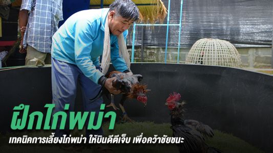 เทคนิคการเลี้ยงไก่ชนแบบพม่า และการฝึกไก่หนุ่มให้บินดีตีเจ็บ เทคนิคการเลี้ยงไก่ชนแบบพม่า และการฝึกไก่หนุ่มให้บินดีตีเจ็บ