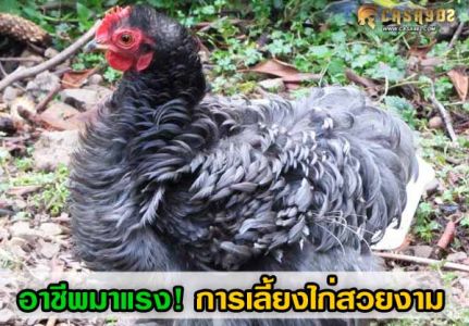 การเลี้ยงไก่สวยงามสายพันธุ์ต่างประเทศ การเลี้ยงไก่สวยงามสายพันธุ์ต่างประเทศ