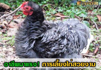 การเลี้ยงไก่สวยงามสายพันธุ์ต่างประเทศ