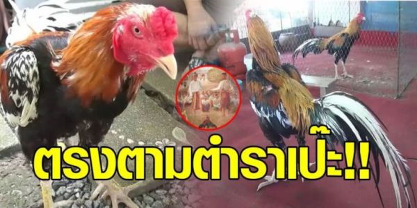 ฮือฮา ‘หงสฺ์ทอง’ ไก่ชนตามตำราพระนเรศวร ค่าตัวพุ่ง 20 ล้าน เจ้าของไม่ยอมขาย ฮือฮา ‘หงสฺ์ทอง’ ไก่ชนตามตำราพระนเรศวร ค่าตัวพุ่ง 20 ล้าน เจ้าของไม่ยอมขาย