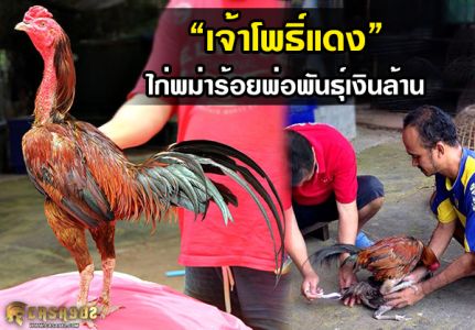 “เจ้าโพธิ์แดง” ไก่พม่าร้อยพ่อพันธุ์เงินล้าน “เจ้าโพธิ์แดง” ไก่พม่าร้อยพ่อพันธุ์เงินล้าน